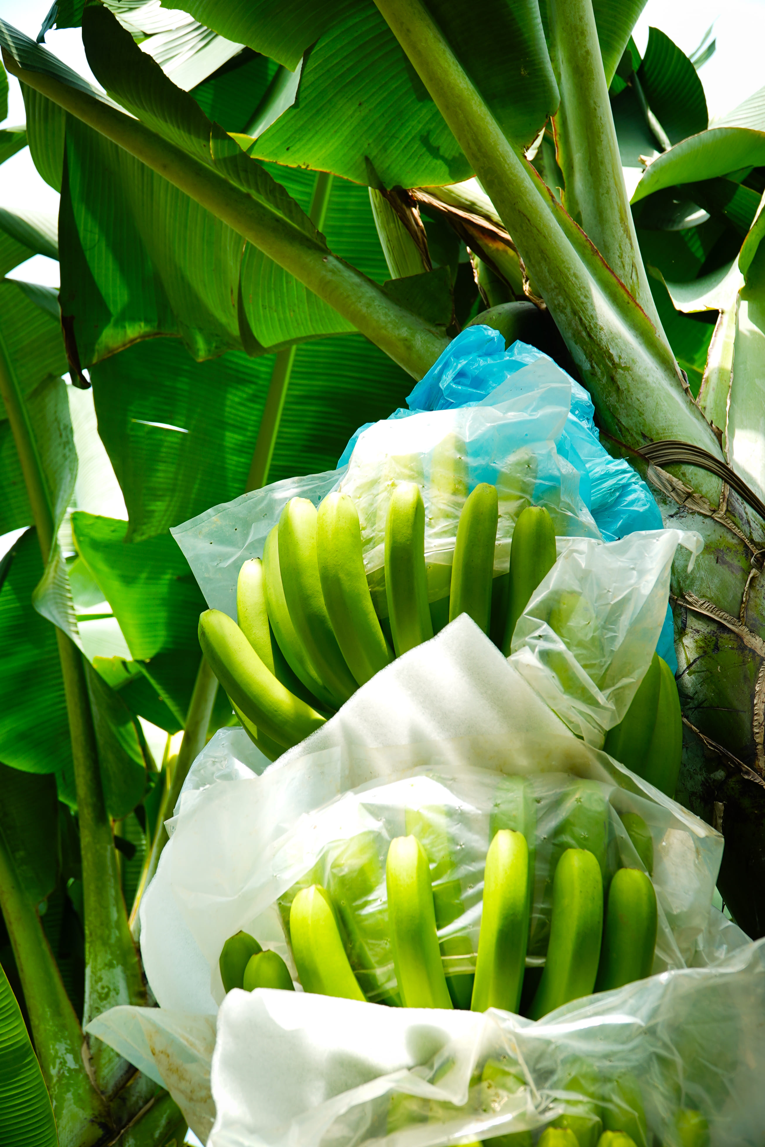 Workers in banana plantation